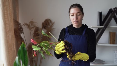 A young Caucasian lady, a gardener in work clothes with black hair, tells how to transplant houseplants. takes an anthurium flower shows the bark system and tells about it.