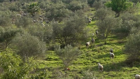 Slowmotion of group herd grazing white sheeps in the pastures near to olive trees at Andalusia, Spain. Spanish lamb grazing the grass a sun day of spring at field.