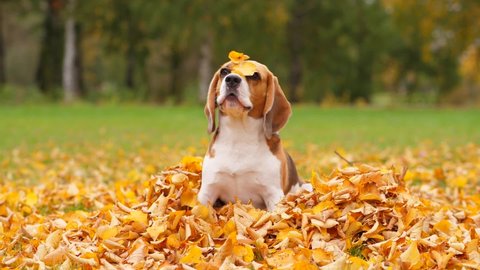Dog raise muzzle to bark and leaves fly down from his head, slow motion shot. Then beagle sit in heap of fallen leaves, with ears inside out. stare to somebody and howl again
