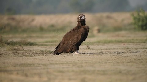 The cinereous vulture is a large raptorial bird that is distributed through much of temperate Eurasia. It is also known as the black vulture, monk vulture, or Eurasian black vulture