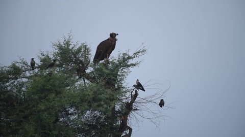 The cinereous vulture is a large raptorial bird that is distributed through much of temperate Eurasia. It is also known as the black vulture, monk vulture, or Eurasian black vulture