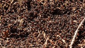 forest ants swarm out close up in 4k