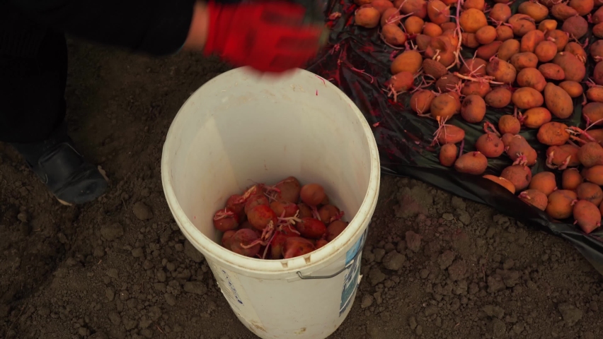 A woman throws potatoes in a pot