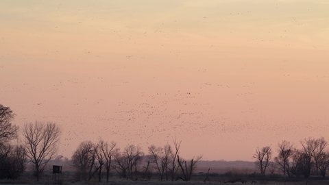Iowa. Snow Geese, Chen caerulescens flying across the sky at sunset during the spring migration.