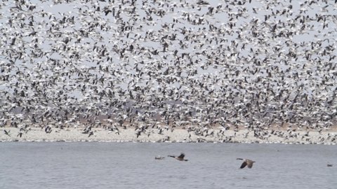 Missouri. Loess Bluffs National Wildlife Refuge.  Half a million Snow Geese, Chen caerulescens stop at the refuge to rest and feed on their way to the artic tundra for the summer.    