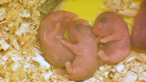 Baby Blind Stock Video Footage 4k And Hd Video Clips Shutterstock