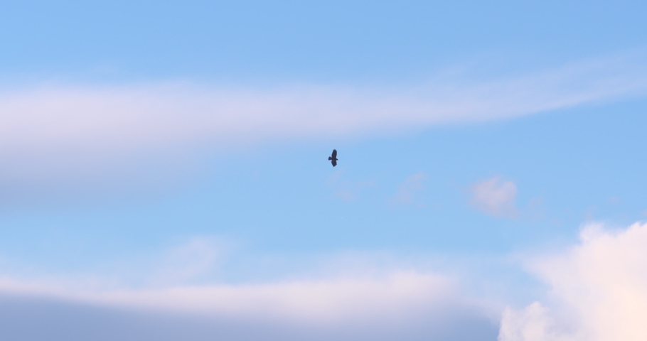 Buzzard hawk bird of prey soaring high in the blue sky slow motion Royalty-Free Stock Footage #1070486236