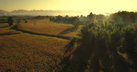 Aerial drone view flight over paddy field countryside landscape mountain view with sunrise in the morning time.