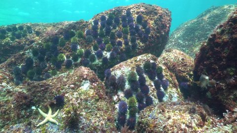 Sea urchins on rocks underwater seascape, Atlantic ocean, Spain, Galicia, Pontevedra province
