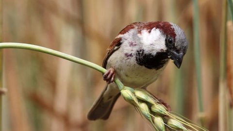A house sparrow (Passer domesticus) is eating wheat grain slow motion 4k clip