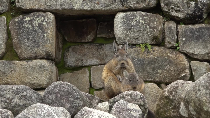 Two viscachas sit on inca’s masonry in Machu Picchu ruins. Viscacha is a rabbit-like animal living in Peru and neighboring countries.