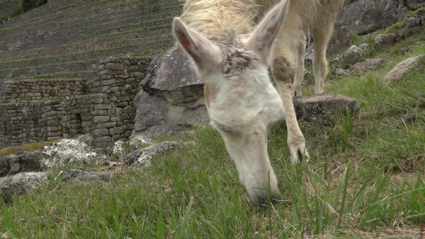 Close-up of a llama grazing on fresh grass in the middle of Machu-Picchu ruins.