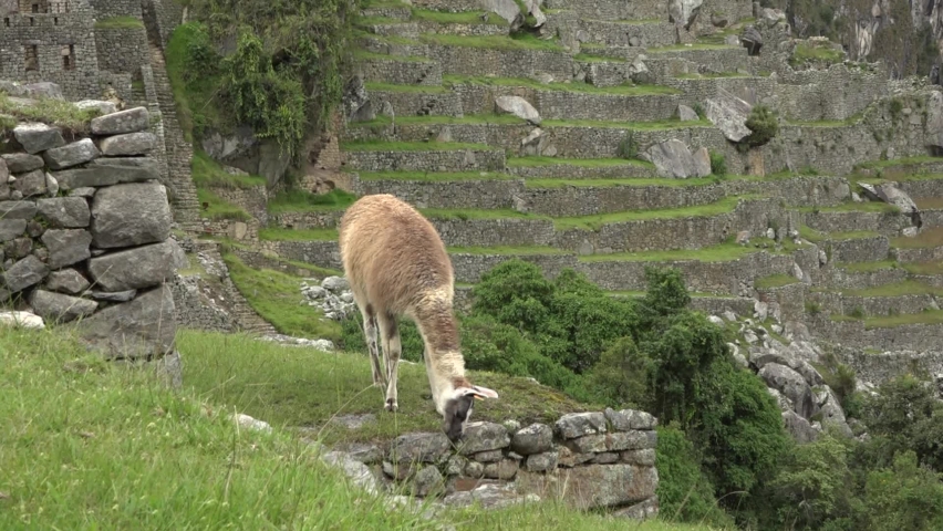Llama stands on a terrace in the ruins of Machu Picchu and feeds on grass.
