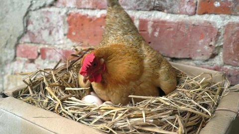 Close shot of a hen hatching eggs in a straw nest