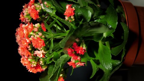 Kalanchoe pot plant with green leaves and dense red flowers rotate under electric light close vertical view. Concept spring decor