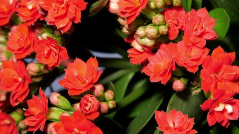Kalanchoe pot plant with small dense red flowers and buds among green leaves in decor shop vertical view extra makro