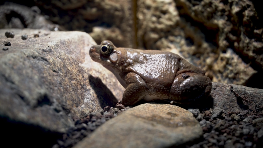 Dhofar toad or Oman toad (Duttaphrynus dhufarensis) sits on the rock near a pond in the Middle East. 