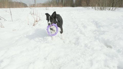Border Collie puppy catches round purple toy. Dog runs after projectile and brings it back. It wintry, frosty day outside, snow. Concept of walking, training dogs and relationship of people with pets