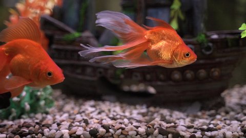 Goldfish swim in the aquarium back flooded ship
