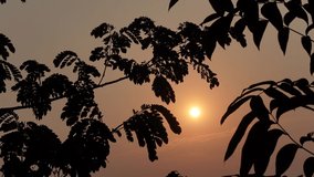 The view of the leaves of the silhouette tree against the sun in the evening. Evening sunset background with leaves. 4k video.