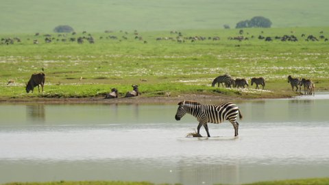 Portrait of lone zebra walking through watering pond with background of african safari park. Wildlife in savanna with different fauna during hot summer day. Concept of tourism, nature.