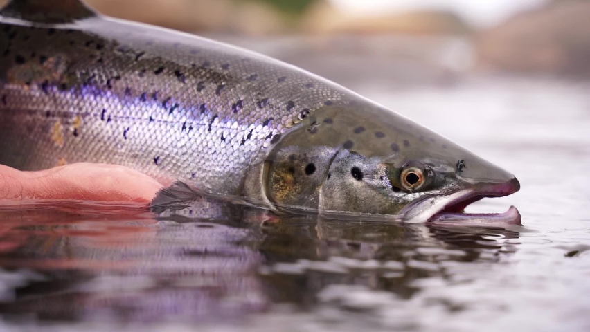A fisherman releases wild Atlantic silver salmon into the cold water Royalty-Free Stock Footage #1070525338