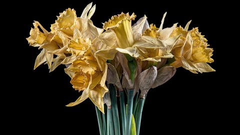 4K Time Lapse of flowering daffodil flower on black background. Timelapse of opening yellow narcissus.