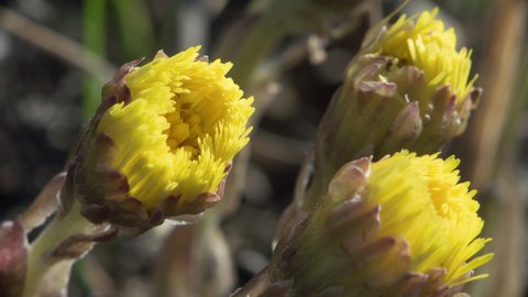 Timelapse of blooming flowers of Coltsfoot when warmed up by the spring morning sun.