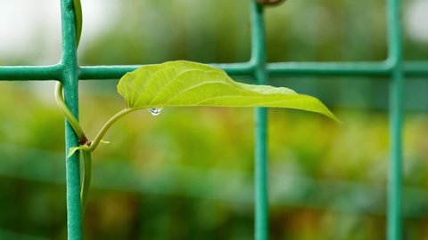 Close-up of green plants entwined on chain link fence and water drop on a leaf, blur background