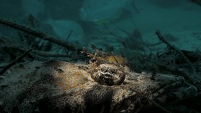 A fringed Eye Crocodile fish lays camouflaged on the ocean floor amongst the leaf litter and debris spotted only by a scuba divers light