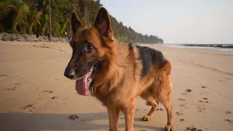 Curious and playful young German shepherd dog looking for a toy ball or bone throwing by owner on beach | German shepherd dog training on beach for catching thrown things