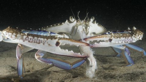 A unique and rare close-up view of a Blue Swimmer Crab using its claws to rip apart a fish while eating it underwater at night lit up by a scuba divers lights