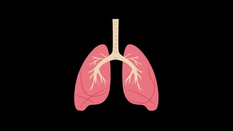 Lungs Flat Animated Icon Isolated on Transparent Background. 4K Ultra HD ProRes 4444, Video Motion Graphic Animation.