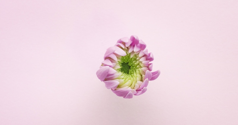 Timelapse of pink asters flower bloossom Royalty-Free Stock Footage #1070539489