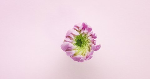 Timelapse of pink asters flower bloossom