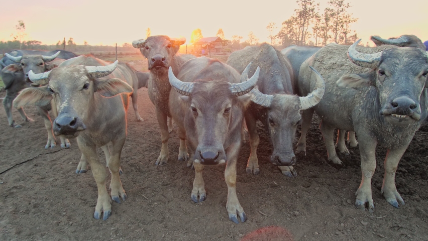 Group of dirty water buffalo or carabao Royalty-Free Stock Footage #1070544682