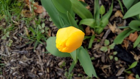 A yellow tulip opening time-lapse opening in early spring.