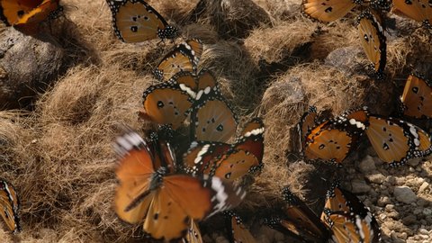 Slow motion closeup of a group of Monarch butterflies sitting on feces, Kgalagadi Transfrontier Park.