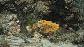 Underwater footage of an altercation between a decorative Hermit crab chasing a rare Yellow Velvet fish displaying unique animal behavior of marine creatures