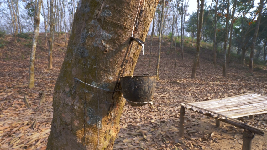 Rubber Tree in Sylhet Bangladesh