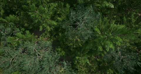 Aerial view of the endless summer pine forest, looping 3D animation