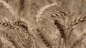 Full ripped wheat field in nature video clip 