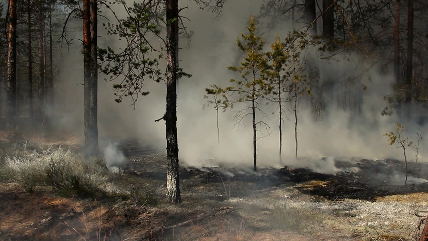 Massive forest fire and smoke is ignited by the wind. Wild big flame burns coniferous trees. Royalty-Free Stock Footage #1070553031