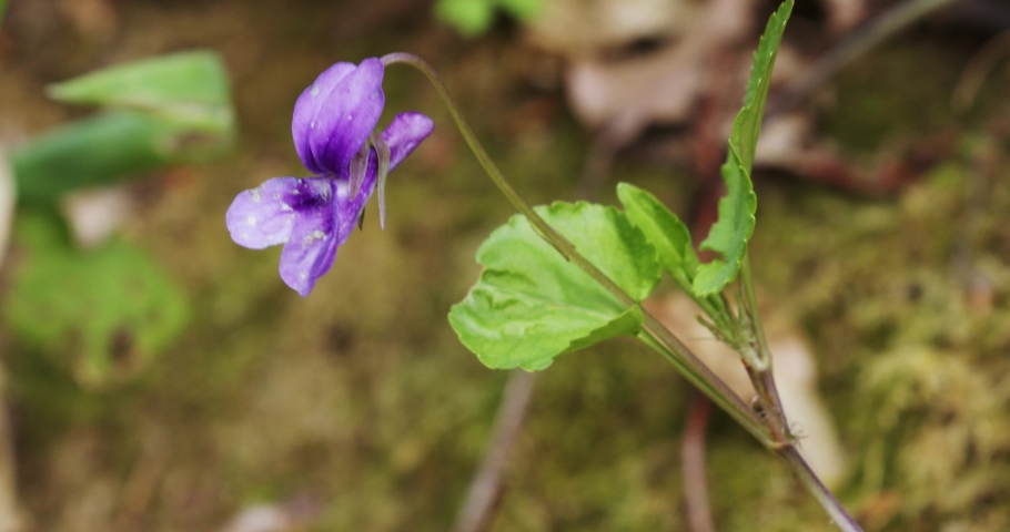 The close-up of the violet flower in bloom