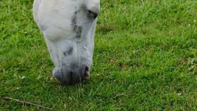 Horse eating green grass, close up video. White horse head. Farm animal on a field, footage.