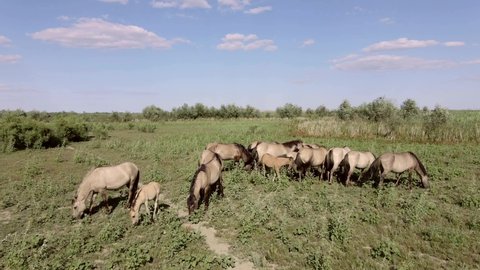 Aerial view, Herd of wild horses grazes on a green meadow. Konik or Polish primitive horse. Top view, Slow motion. Ermakov island, Danube Biosphere Reserve in Danube delta, Ukraine
