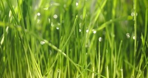 Fresh green grass with dew drops clips, dew drops on green grass footage, rain drops on green grass video. Closeup rotation