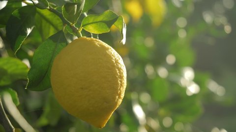 lemon trees with ripe yellow lemons in citrus orchard. beautiful nature background. fruits growing in the Mediterranean. Mediterranean fruit plants and trees, citrus crops.