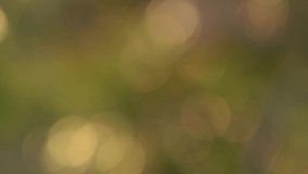Beautiful sunny natural 4k stock video background of defocused sunset foliage of green trees growing outside in spring forest. Abstract nature magic sunshine sparkling bokeh backdrop with copy space