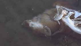 Dead wet body of fluffy animal laying on muddy bottom of river underwater. 4k stock video footage. Belly of animal torn and eaten by fish and birds